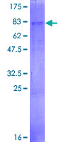 ab165410 on a 12.5% SDS-PAGE stained with Coomassie Blue.