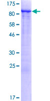 ab163754 on a 12.5% SDS-PAGE stained with Coomassie Blue.