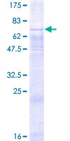 ab158568 on a 12.5% SDS-PAGE stained with Coomassie Blue.