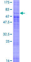 ab162723 on a 12.5% SDS-PAGE stained with Coomassie Blue.