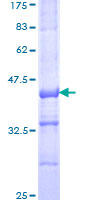 ab163850 on a 12.5% SDS-PAGE stained with Coomassie Blue.