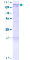 ab163406 on a 12.5% SDS-PAGE stained with Coomassie Blue.