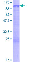 ab157863 on a 12.5% SDS-PAGE stained with Coomassie Blue.