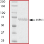ab60867 on SDS-PAGE, MW ~71 kDa.
