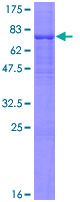 12.5% SDS-PAGE analysis of ab132689 stained with Coomassie Blue.