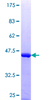 ab153231 on a 12.5% SDS-PAGE stained with Coomassie Blue.
