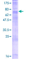 ab163192 on a 12.5% SDS-PAGE stained with Coomassie Blue.
