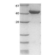 15% SDS-PAGE gel loaded with recombinant human HIF-1-alpha protein.