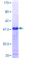ab165563 on a 12.5% SDS-PAGE stained with Coomassie Blue.