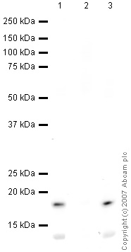 ab33309 shows very slight cross reactivity with Histone H4 in western blot.