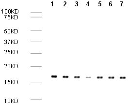 Performed under reducing conditions. All lanes: Anti-Histone H3 (di methyl K9) antibody [mAbcam 1220] - ChIP Grade ( ab1220 ) Lane 1: Calf thymus histone lysate Lane 2: Calf thymus histone lysate with Histone H3 peptide - unmodified at 1 µg/ml Lane 3: Calf thymus histone lysate with Human Histone H3 (mono methyl K9) peptide ( ab1771 ) at 1 µg/ml Lane 4: Calf thymus histone lysate with Human Histone H3 (di methyl K9) peptide (ab1772) at 1 µg/ml Lane 5: Calf thymus histone lysate with Human Histone H3 (tri methyl K9) peptide ( ab1773 ) at 1 µg/ml Lane 6: Calf thymus histone lysate with Histone H3 (di methyl K4) peptide ( ab7768 ) at 1 µg/ml Lane 7: Calf thymus histone lysate with Human Histone H3 (di methyl K27) peptide ( ab1781 ) at 1 µg/ml Secondary Rabbit Anti-Mouse IgG H&L (HRP) ( ab6728 ) at 1/5000 dilution developed using the ECL technique Performed under reducing conditions. Predicted band size: 17 kDa Exposure time: 1 minute