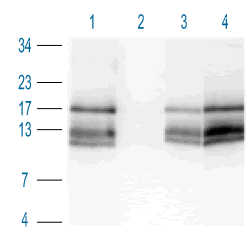 Rabbit polyclonal to Histone H3 mono methyl K36 ( ab9048 ) on Calf Thymus Histones (2 µg of Histone prep per lane). Lane 1: ab9048 at 1/1000 Lane 2: ab9048 at 1/1000 + 1 µg/ml Mono methyl K36 peptide (ab1783) Lane 3: ab9048 at 1/1000 + 1 µg/ml Di methyl K36 peptide ( ab1784 ) Lane 4: ab9048 at 1/1000 + 1 µg/ml Tri methyl K36 peptide ( ab1785 ) Secondary antibody : Goat anti-rabbit (HRP) at 1/2000 ( ab6721 )