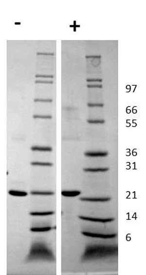 ab116162 used in Western Blot. Figure: 1 ug in each lane (-) non-reducing conditions and (+) reducing conditions in a 4-20% Tris-Glycine gel stained with Coomassie Blue. Human GH is predicted have a MW of 22.2 kDa.