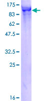 ab164584 on a 12.5% SDS-PAGE stained with Coomassie Blue.
