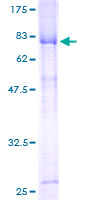 ab164488 on a 12.5% SDS-PAGE stained with Coomassie Blue.
