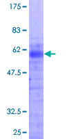 ab158674 on a 12.5% SDS-PAGE stained with Coomassie Blue.