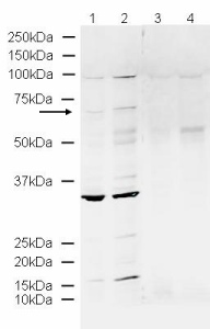 All lanes : Anti-HRPT2 antibody ( ab20661 ) at 1 µg/ml Lane 1 : 20ug HeLa cell lysate Lane 2 : 20ug HEK293 lysate Lane 3 : 20ug HeLa cell lysate with Human HRPT2 peptide (ab23385) at 2 µg/ml Lane 4 : 20ug HEK293 cell lysate with Human HRPT2 peptide (ab23385) at 2 µg/ml Secondary Alexa Fluor goat polyclonal to rabbit IgG (700) at 1/10000 dilution Observed band size : 60 kDa ( why is the actual band size different from the predicted? ) Additional bands at : 100 kDa (possible cross reactivity, but this band is not blocked),34 kDa (possible cleavage fragment,cross reactivity),52 kDa (possible cross reactivity, but this band is not blocked).