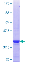 ab152899 on a 12.5% SDS-PAGE stained with Coomassie Blue.