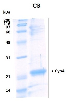 Human CypA (Cyclophilin A) recombinant protein