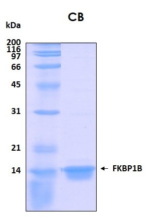 Human FKBP12 (Calstabin 1) recombinant protein