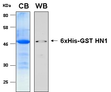 Human HN1 (Hematological and neurological expressed 1 protein) recombinant protein 6xHis-GST tagged