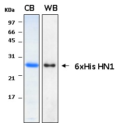 Human HN1 (Hematological and neurological expressed 1 protein) recombinant protein 6xHis tagged