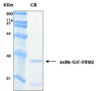 Human IFITM2 (Interferon-induced transmembrane protein 2) recombinant protein