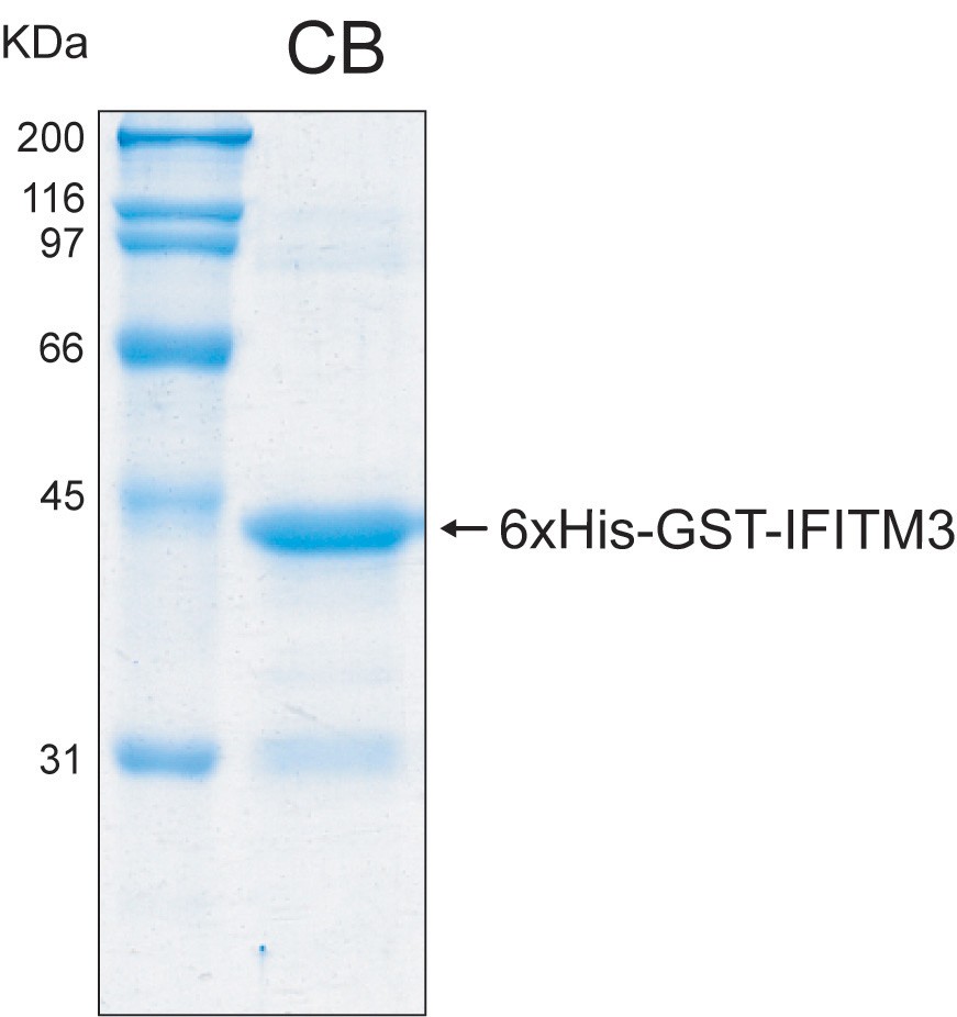 Human IFITM3 (Interferon-induced transmembrane protein 3) recombinant protein