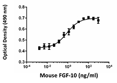 MCF-7 cell proliferation induced by mouse FGF-10 in the presence of 2 µg/ml heparin.