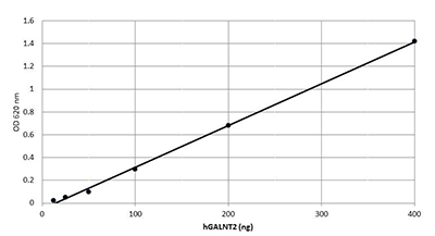 hGALNT2 is able to transfer GalNAc from UDP-GalNAc to mucin 10 (EA2) peptide in a dose dependent manner with an activity > 310 pmole/µg/min. The activity of hGALTN2 was determined by a phosphatase-coupled assay.
