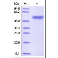 The purity of rh PNLIPRP1 / PLRP1 was determined by DTT-reduced (+) SDS-PAGE and staining overnight with Coomassie Blue.