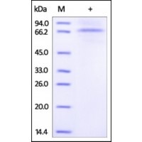 The purity of rh PCSK1 /NEC1 was determined by DTT-reduced (+) SDS-PAGE and staining overnight with Coomassie Blue.