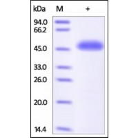 The purity of rh RCN3 / Reticulocalbin-3 was determined by DTT-reduced (+) SDS-PAGE and staining overnight with Coomassie Blue.