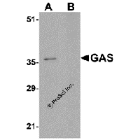 Western blot analysis of GAS in EL4 cell lysate in (A) the absence and (B) the presence of blocking peptide. with GAS antibody at 1μg/mL.