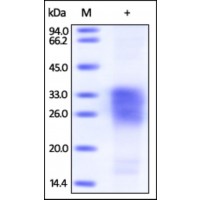 The purity of Biotinylated rh SOST was determined by DTT-reduced (+) SDS-PAGE and staining overnight with Coomassie Blue.
