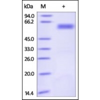 The purity of rh-sFRP4 was determined by DTT-reduced (+) SDS-PAGE and staining overnight with Coomassie Blue.