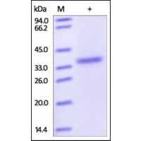 The purity of rh ST3GAL2 / SIAT4B was determined by DTT-reduced (+) SDS-PAGE and staining overnight with Coomassie Blue.