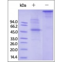 The purity of rh SIRPD Fc Chimera was determined by DTT-reduced (+) and non-reduced (-) SDS-PAGE and staining overnight with Coomassie Blue.