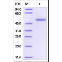 The purity of rh TMED4 / ERS25 Fc Chimera was determined by DTT-reduced (+) SDS-PAGE and staining overnight with Coomassie Blue.