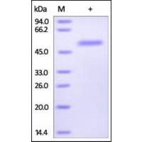 The purity of rh EDA2R / TNFRSF27 Fc Chimera was determined by DTT-reduced (+) SDS-PAGE and staining overnight with Coomassie Blue.
