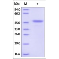 The purity of rh TCN2 / Transcobalamin-2 was determined by DTT-reduced (+) SDS-PAGE and staining overnight with Coomassie Blue.