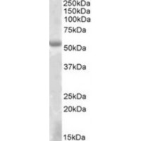 Western blot analysis of Alpha 4GNT in K562 Lysate (35 μg protein in RIPA buffer) using Alpha 4GNT antibody (1 μg/mL).