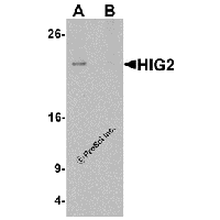 Western blot analysis of HIG2 in 3T3 cell lysate with HIG2 antibody at 1 μg/mL in (A) the absence and (B) the presence of blocking peptide.