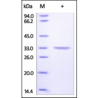 The purity of rh CA4 / Carbonic anhydrase 4 was determined by DTT-reduced (+) SDS-PAGE and staining overnight with Coomassie Blue.