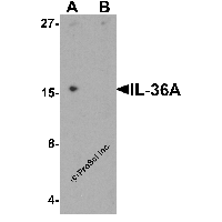 Western blot analysis of IL-36A in MCF7 cell lysate with IL-36A antibody at 1 μg/ml in (A) the absence and (B) the presence of blocking peptide.