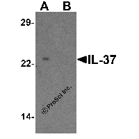 Western blot analysis of IL-37 in human lung tissue lysate with IL-37 antibody at 1 μg/ml in (A) the presence and (B) the absence of blocking peptide.