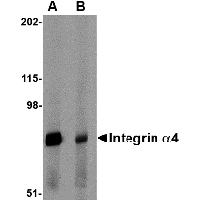 Western blot analysis of Integrin alpha 4 in rat spleen tissue lysate with Integrin alpha 4 antibody at 1 μg/mL in (A) the absence and (B) the presence of blocking peptide.