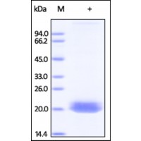 The purity of rh Ephrin A4 /EFNA4 was determined by DTT-reduced (+) SDS-PAGE and staining overnight with Coomassie Blue.