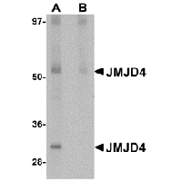Western blot analysis of JMJD4 in human spleen tissue lysate with JMJD4 antibody at 1 μg/mL in (A) the absence and (B) the presence of blocking peptide.