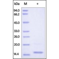 The purity of rh GFER was determined by DTT-reduced (+) SDS-PAGE and staining overnight with Coomassie Blue.